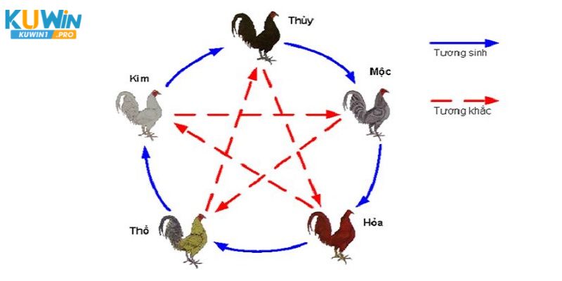 Hướng dẫn xem hôm nay đá gà màu nào mạnh 